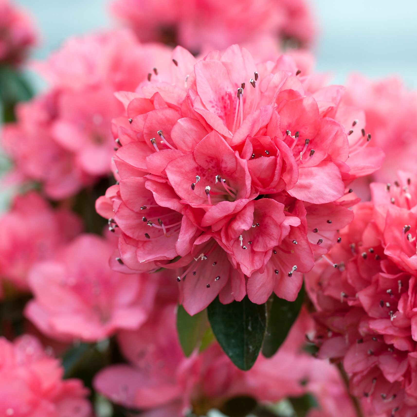 Azalea Japonica - Blauw's Pink