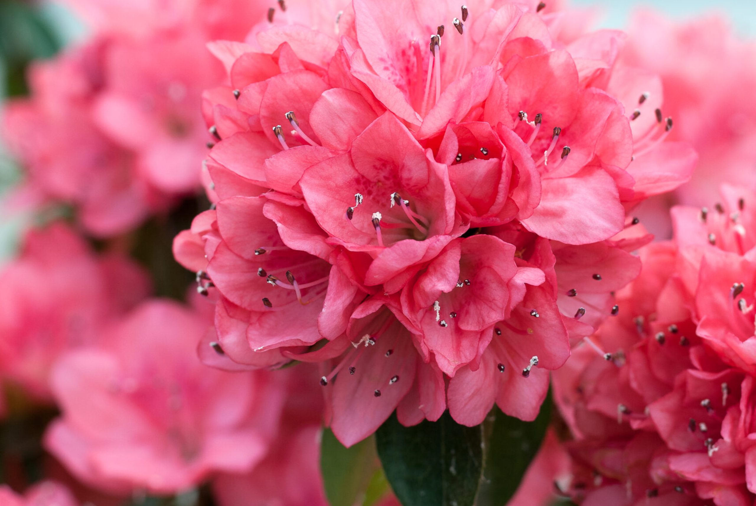 Azalea Japonica - Blauw's Pink