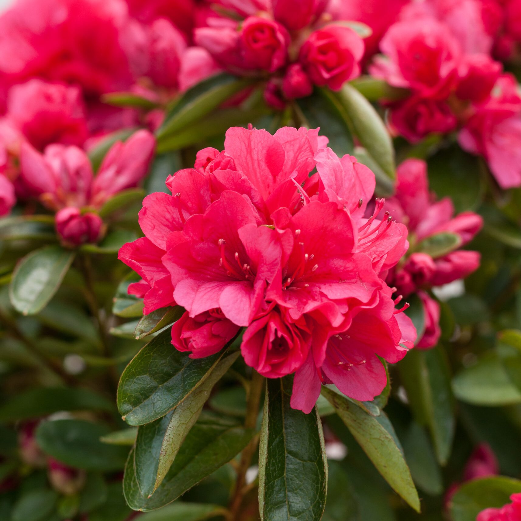 Azalea Japonica - Agadir