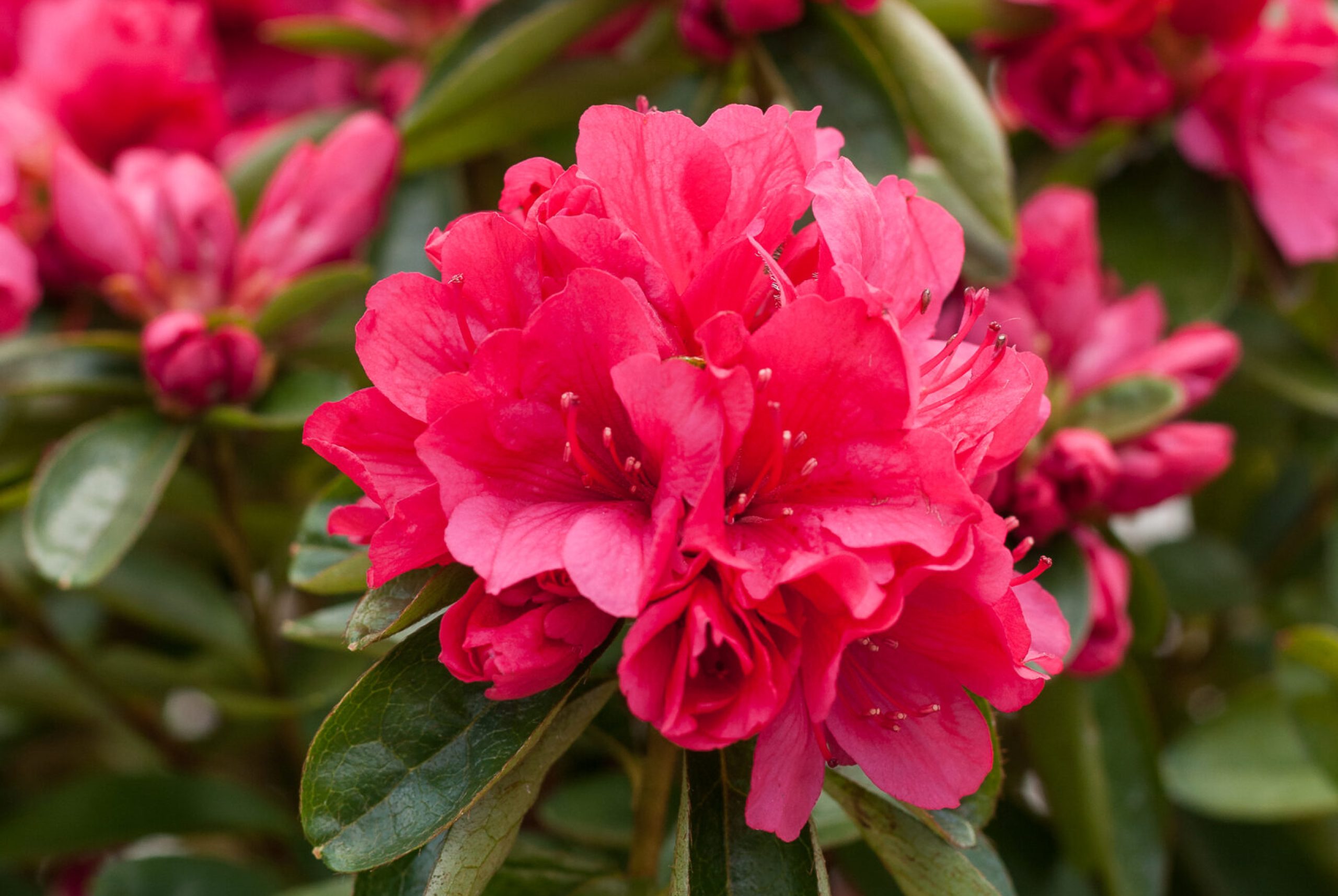 Azalea Japonica - Agadir