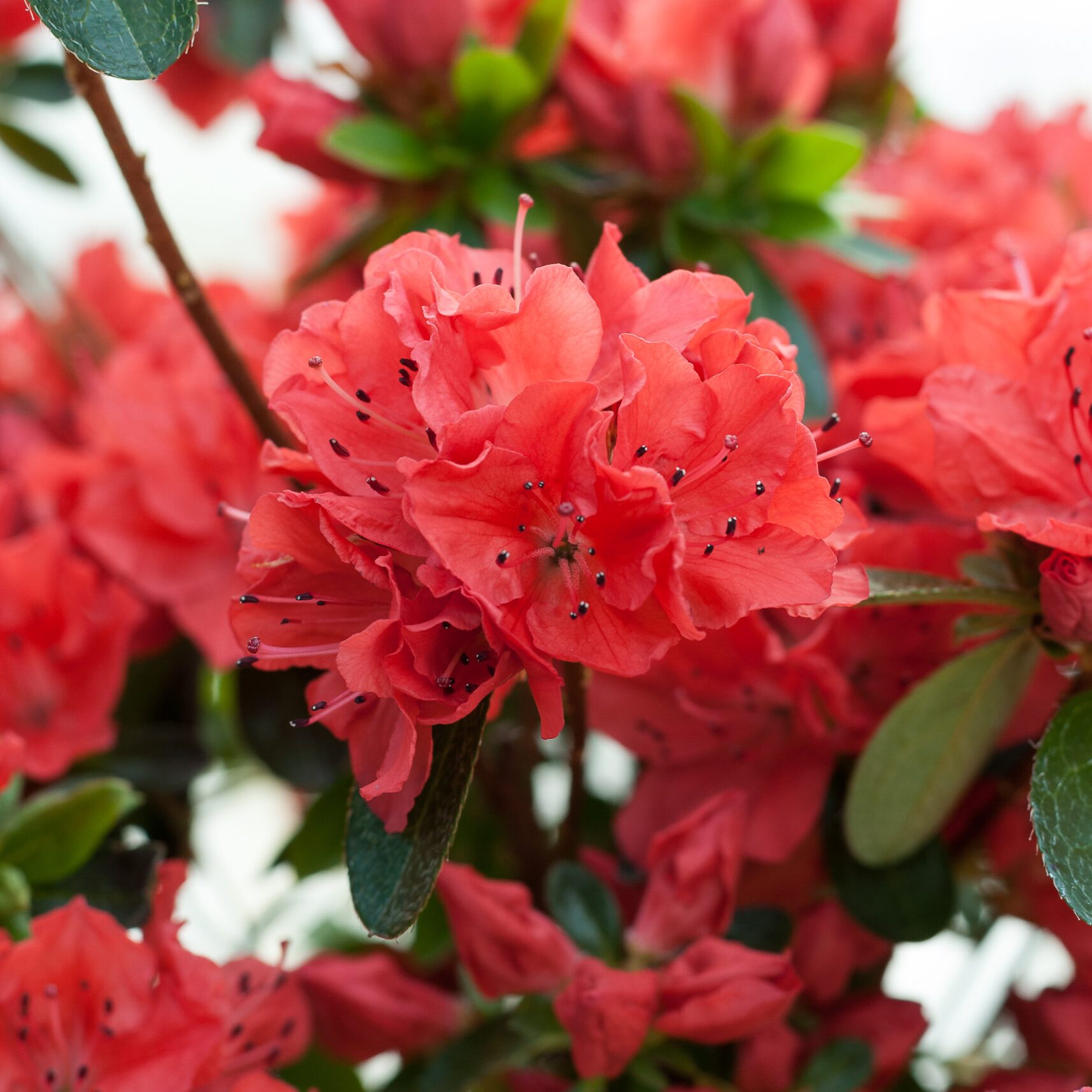 Azalea Japonica - Geisha oranje