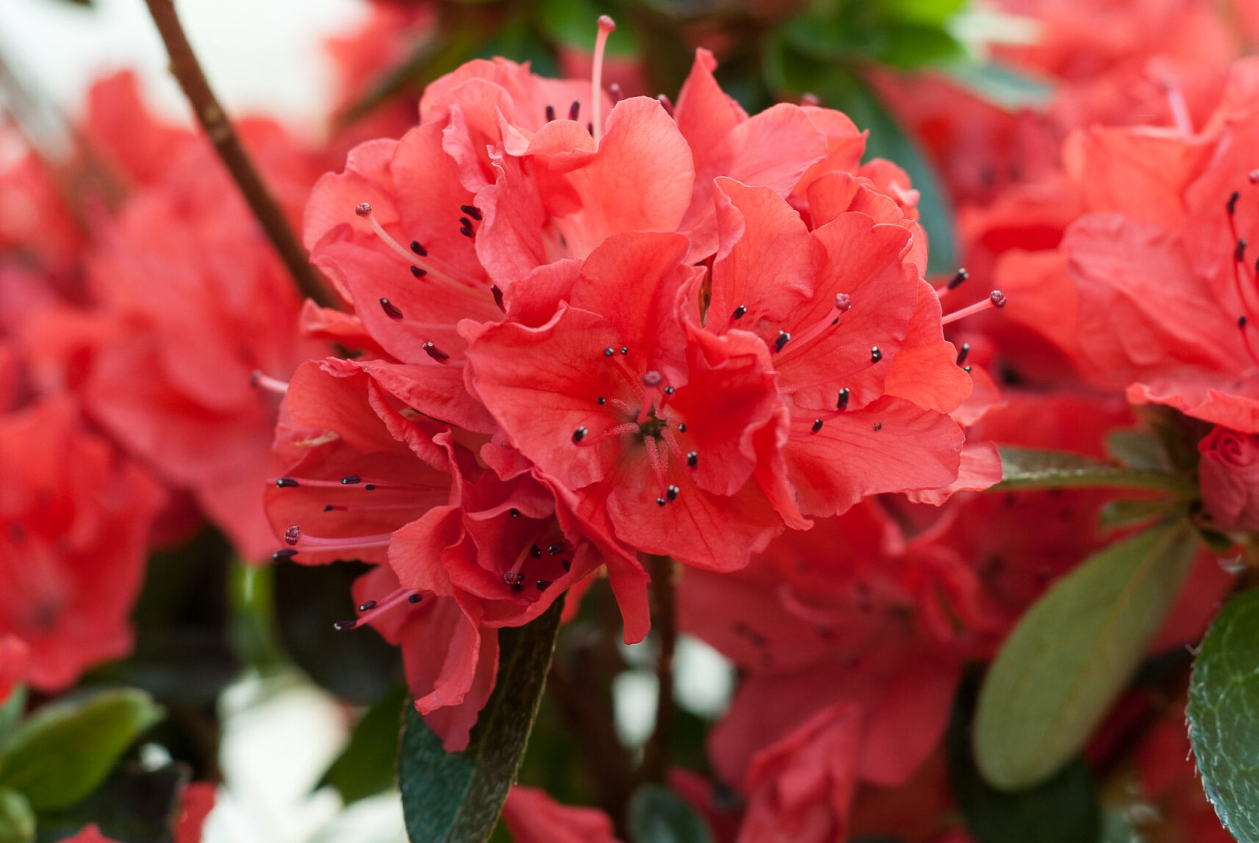 Azalea Japonica - Geisha oranje