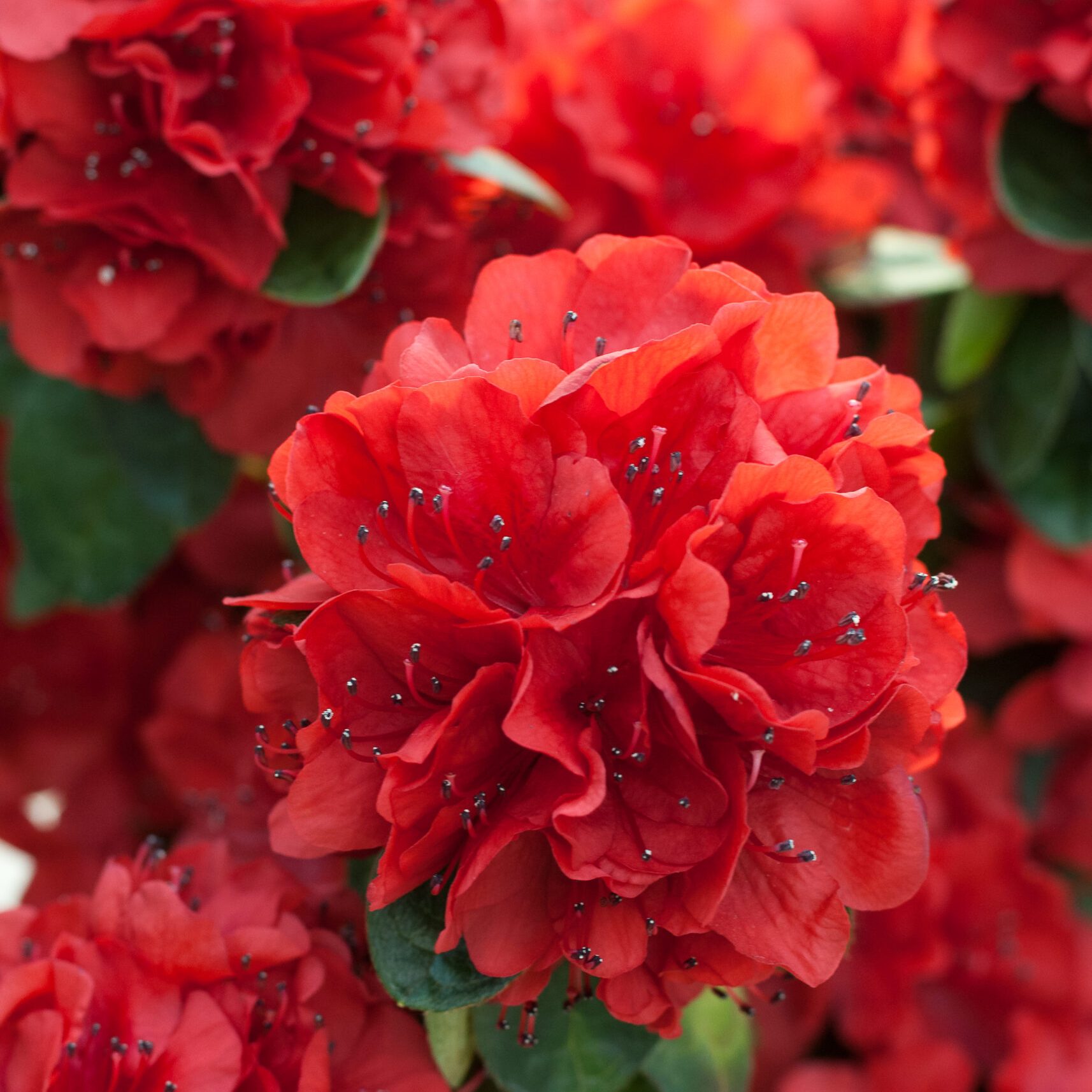 Azalea Japonica - Ardeur