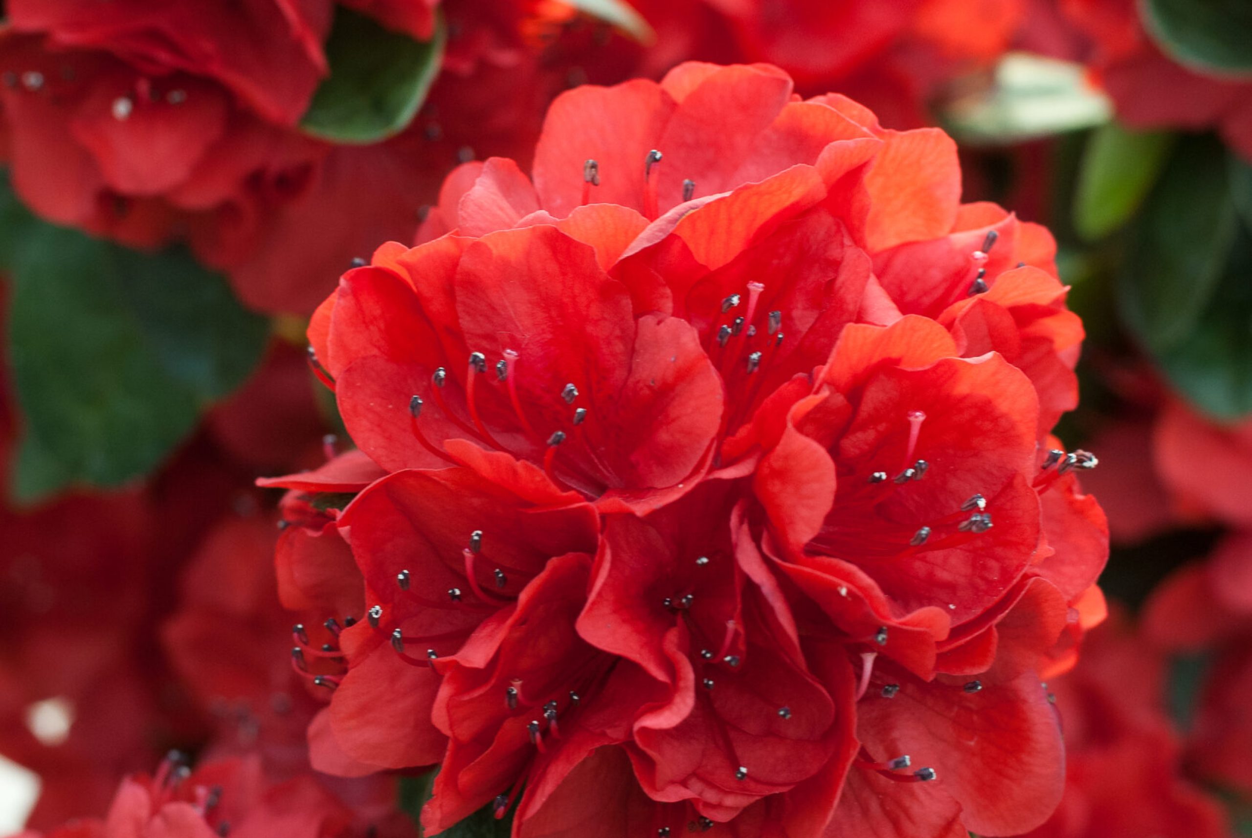 Azalea Japonica - Ardeur