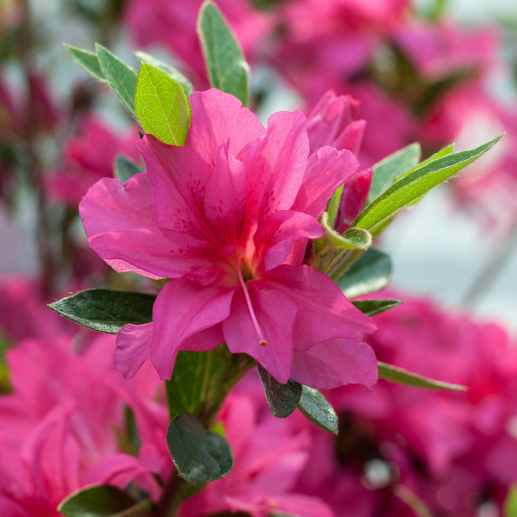 Azalea Japonica - Rosa