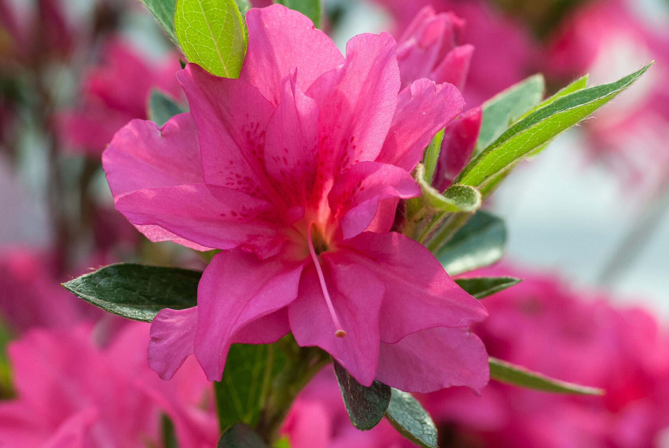 Azalea Japonica - Rosa