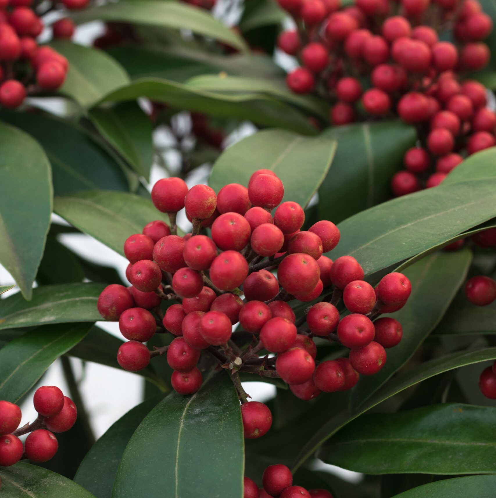 Skimmia reevesiana 'Janne' (EU-PBR)