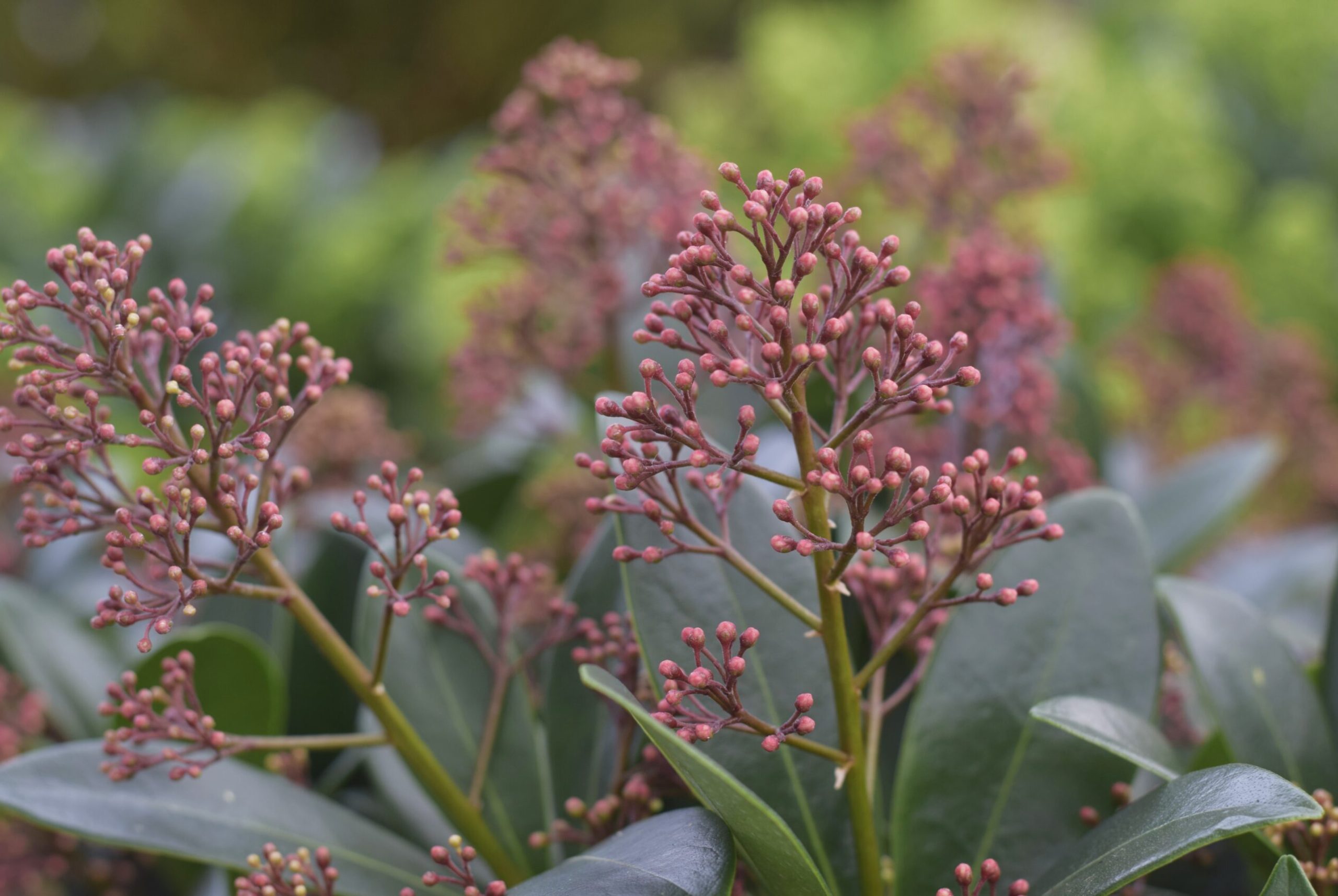 Skimmia Rubella