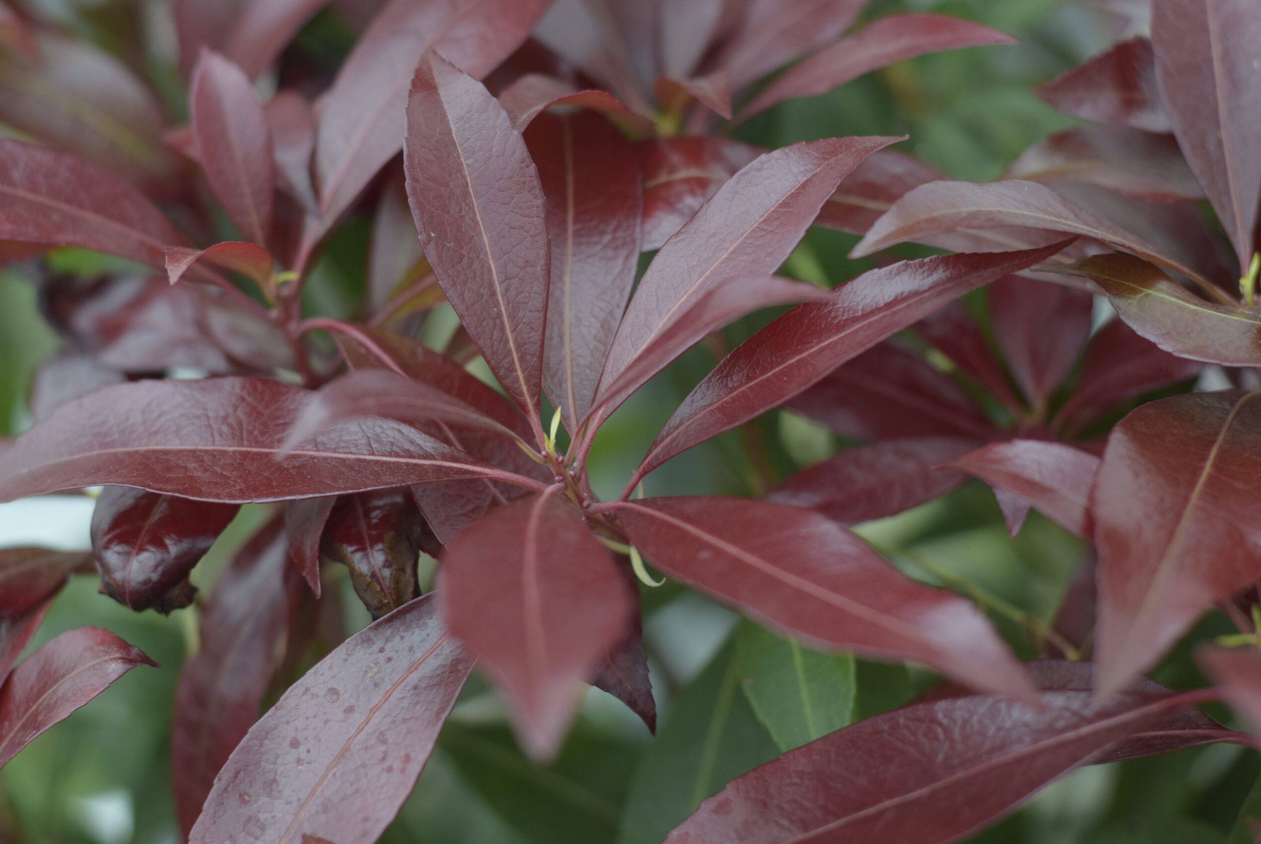 Pieris - Moutain Fire