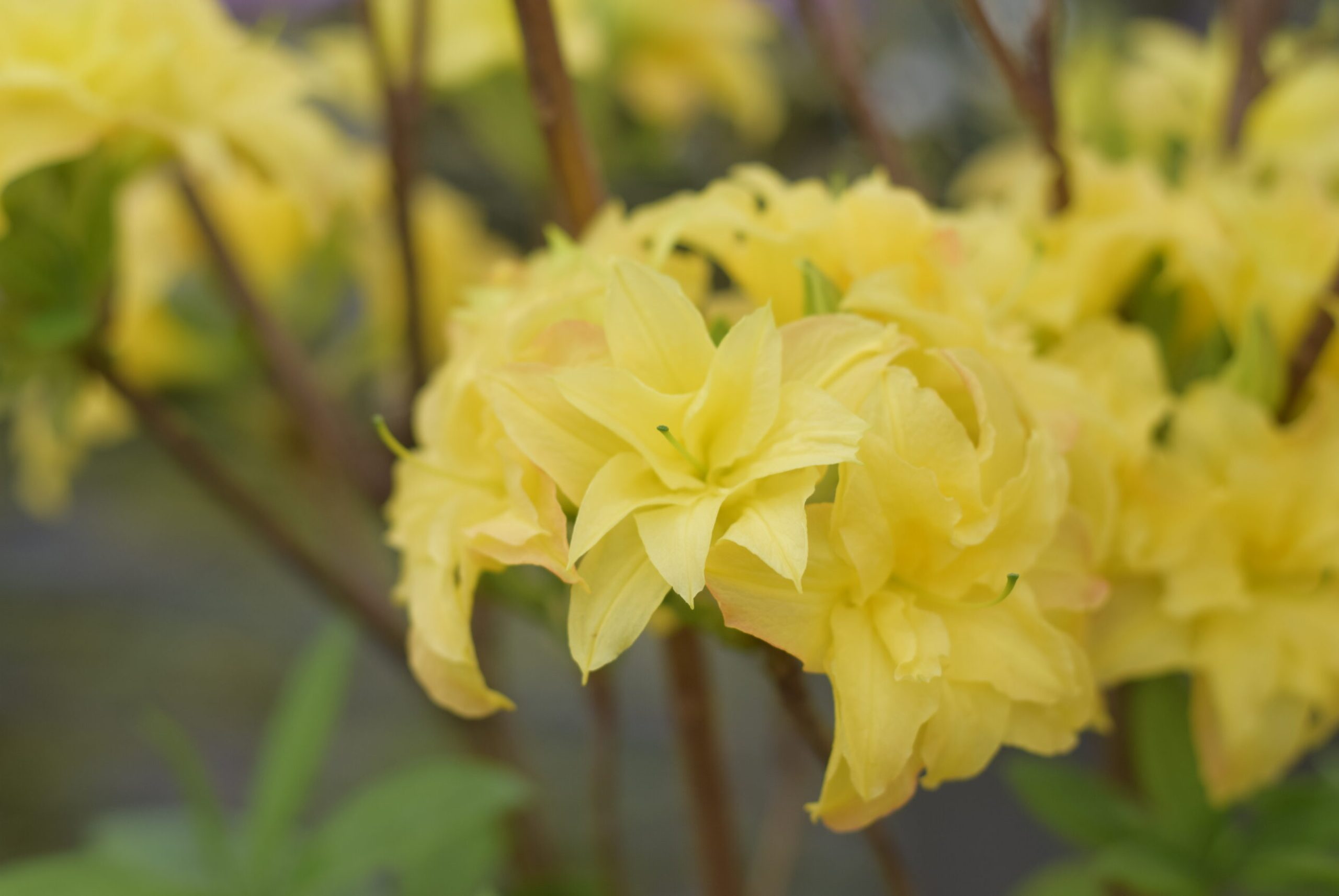 Azalea Knaphill - Yellow Pom Pom